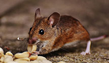 24 Hour & Emergency Exterminators in New Jerusalem, PA